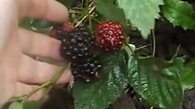 Как плодоносит ежевика Киова в сентябре//Секреты хороших урожаев смотреть онлайн