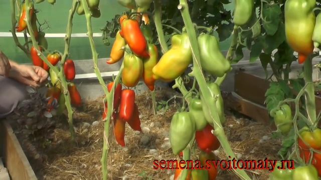 Проверенный сорт томатов: "Дьявол Джерси" смотреть онлайн