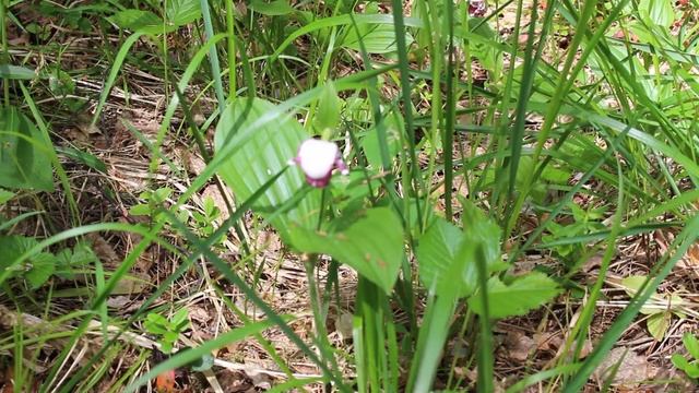 ВЕНЕРИН БАШМАЧОК ПЯТНИСТЫЙ (крапчатый, капельный) (Cypripedium guttatum) смотреть онлайн