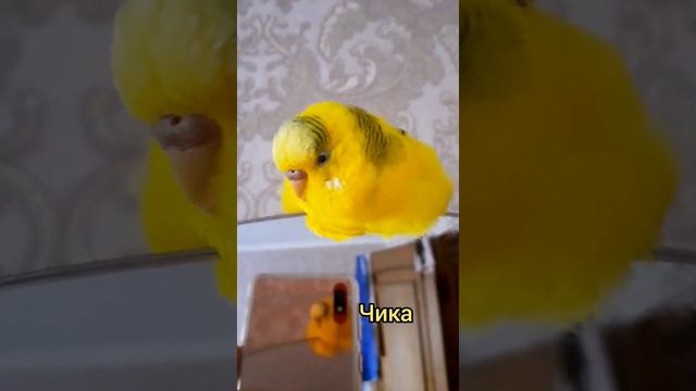 ЖЕЛТОРОТИК ВОРОБЕЙ ПТЕНЕЦ спит комочком ? ПОПУГАИ НА СТОРОЖЕ ?