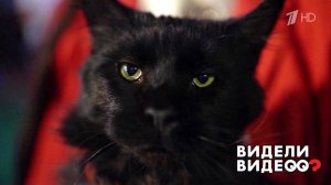 "Кот да Винчи": кот Бегемот из Булгаковского дома. Видели видео? Фрагмент выпуска от 17.01.2021