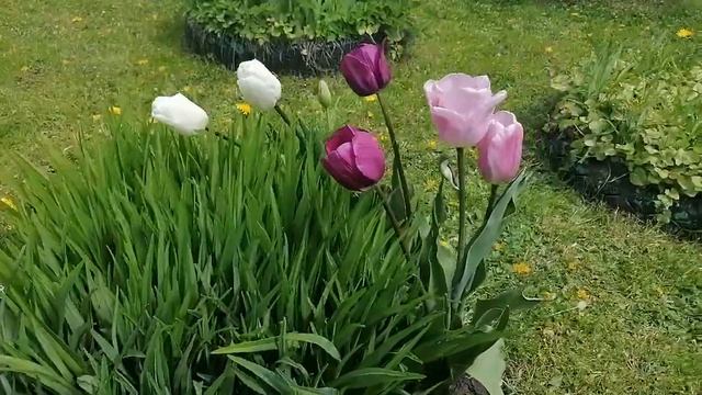 новые тюльпаны Пассионале, Сильвер доллар, Абу Хасан, Арма, Белиссимо. май 2022 смотреть онлайн