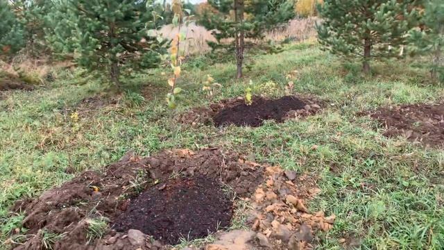 Торф верховой/отличное удобрения