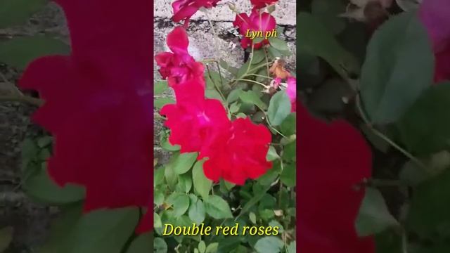 Double red roses