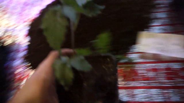 прайм арк тревелер смотреть онлайн