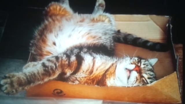 Звонок ребёнка сестре! смотреть онлайн