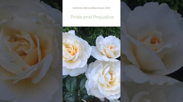 Роза Pride and Prejudice Harkness Великобритания, 2013