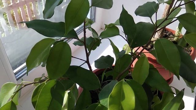 Комнатные цветы. Калерия/хлорофитум/фикусы/кислица/спатифилум. смотреть онлайн