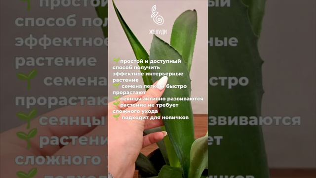 Агава из семян - вырастить по силам каждому!