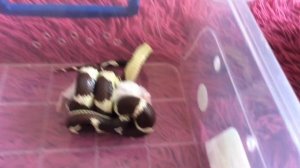 Королевская калифорнийская змея