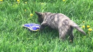 BRAND LIFE HOUSE  MIRACLE - 3 месяца (щенок керн терьера)