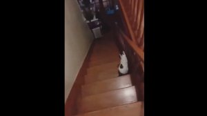 Глухая кошка восхитительно реагирует на тень хозяина
