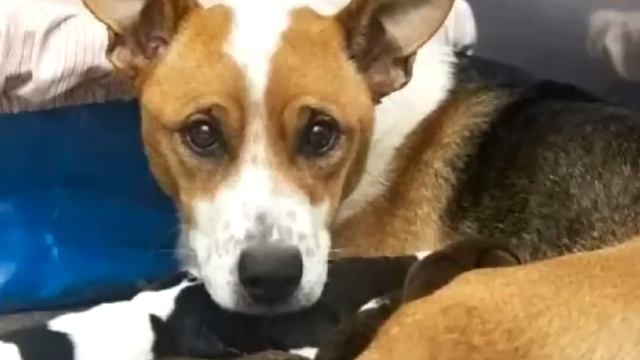 Ядовитая змея скрутила собаку! Но дальше случилось немыслимое! смотреть онлайн