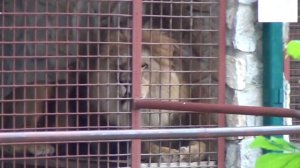 Лев Лёва скучает по львице Ксюше, рёв льва. Ряжский зоопарк. Lion, roar.
