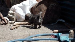 Щенкам 1 месяц - внуки Гороча