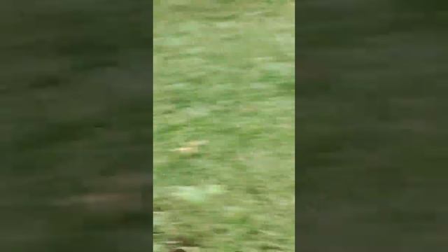 Amanita mushroom being ate by a squirrel смотреть онлайн