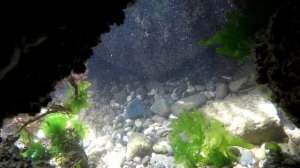 Рыбки в гроте