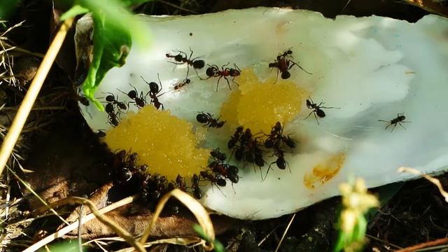 Рыжие лесные муравьи едят мёд смотреть онлайн