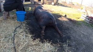 Как забить свинью,Как заколоть свинью,Как обсмалить свинью,Как разделать свинью,Украинское сало,202