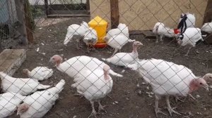 Промежуточные итоги содержания индюков 2 месяца