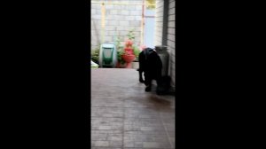 Чёрные немки