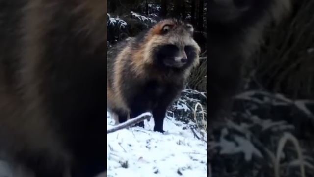 ? Посмотрите на милых енотовидных собак из Нижне-Свирского заповедника.Знали, что такие существуют? смотреть онлайн