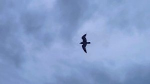 Осень в Нью-Йорке на Брайтон-Бич