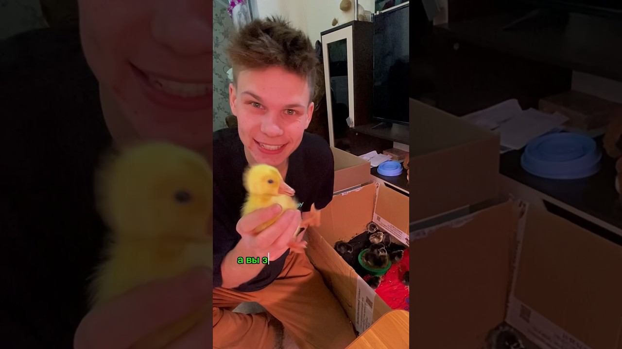 Удивительная история Курицы Мать Терезы на ферме смотреть онлайн