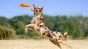 Выбор собаки? Характеристика Австралийской овчарки (Аусси, Осси)