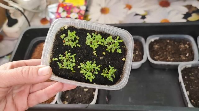 Обзор моей рассады в феврале#влог#сибирь#дача#огород#рассада#садоводство#цветы#семена