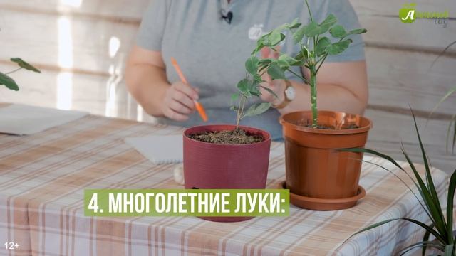 8 тенелюбивых овощей для вашего огорода при планировании посадок. Какие овощи можно посадить в тени