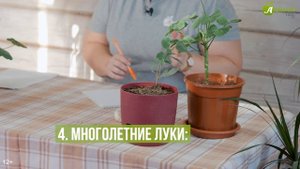8 тенелюбивых овощей для вашего огорода при планировании посадок. Какие овощи можно посадить в тени