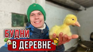 Весна В ДЕРЕВНЕ☀️Управляюсь на фермеЗимние гусята,цыплята переселение.Рассада и Зимний ОГОРОД