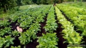 Окучивание картошки минитрактором