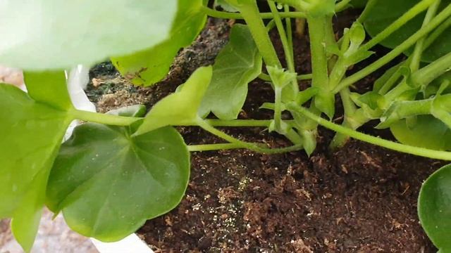 ПЕЛАРГОНИЯ .первый месяц выращивания в кашпо. смотреть онлайн