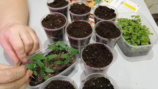 Пикировка перца. Перец из семян магазинных плодов.