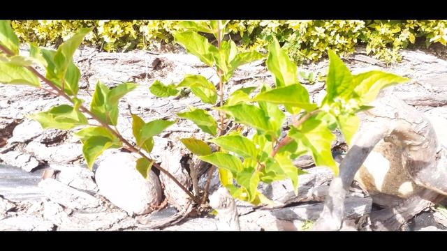 Шикарная гортензия! как я вырастила огромный куст гортензии метельчатой смотреть онлайн