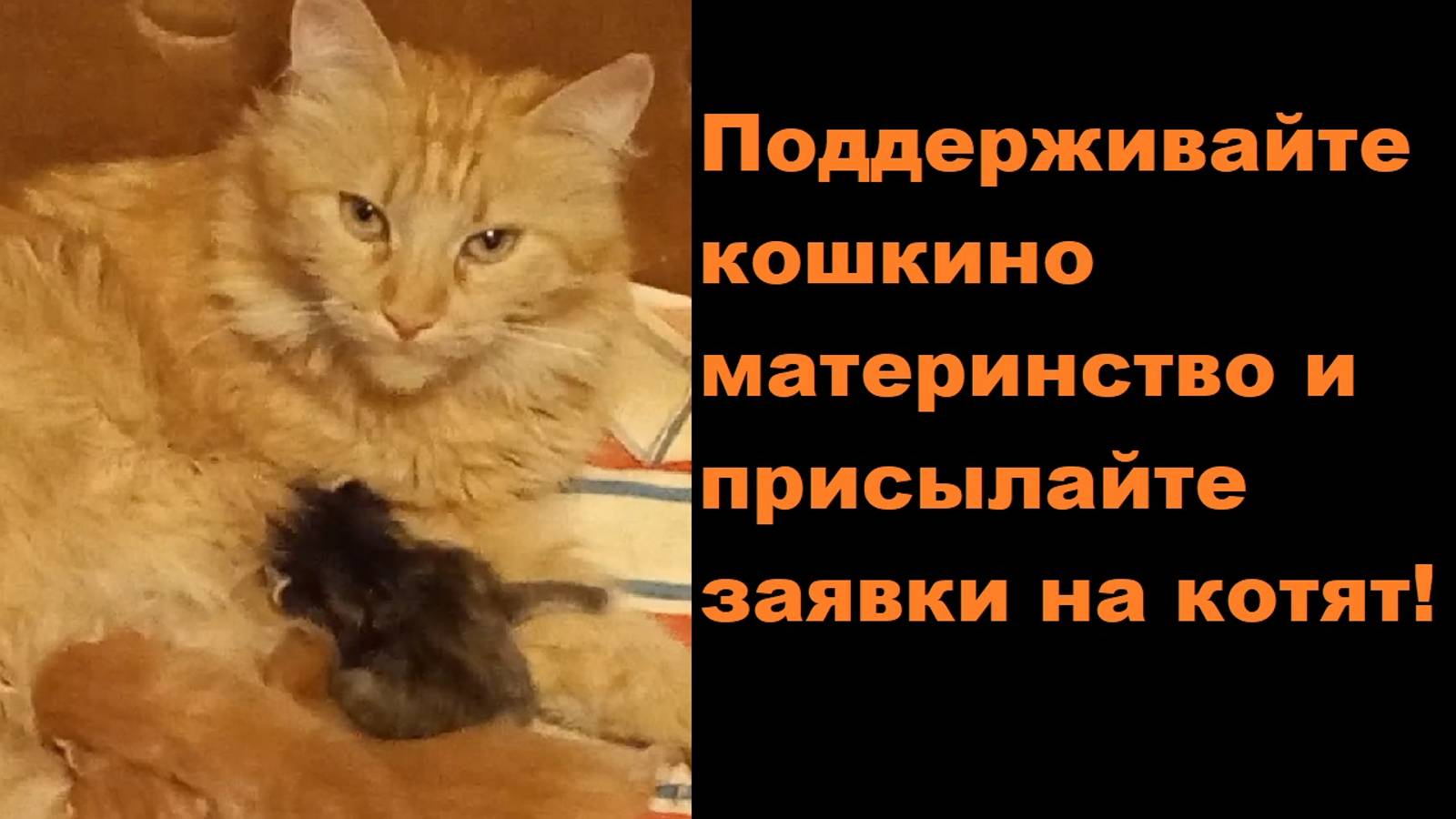 Поддерживайте кошкино материнство и присылайте заявки на котят!