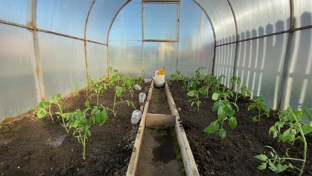 Горячая пора в деревне! Пашем огород и сажаем картошку! Поездка в Чухлому! #деревенскаяжизнь#огород смотреть онлайн