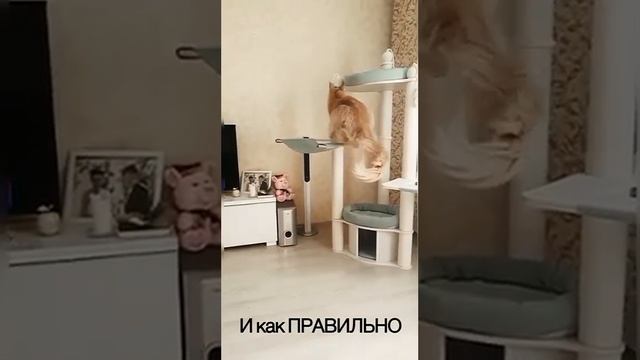 Устойчивость наших комплексов для кошек в сравнении с конкурентами #домикдлякошек #когтеточка смотреть онлайн