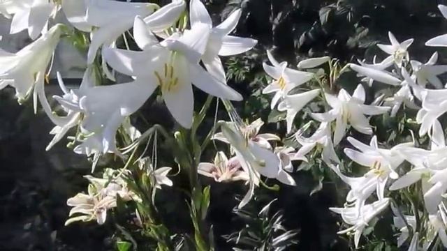 Белоснежная лилия Кандидум смотреть онлайн