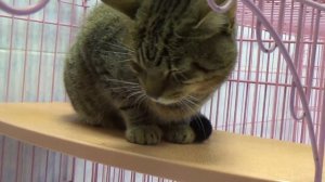 Вирусный лейкоз кошек Смертельный приговор/The virus leukemia cats a death sentence