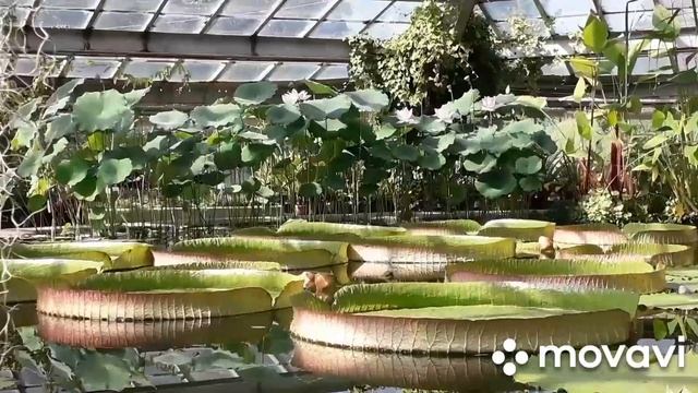 Водная оранжерея ботанического сада☘ в Санкт-Петербурге☘ смотреть онлайн