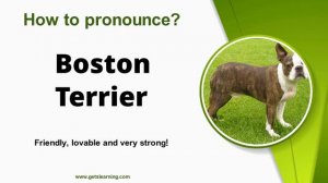 How to pronounce (Boston Terrier) Correctly in English