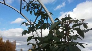 Обрезка плетистой розы Д.Остина,2 цветник остинок готов к зиме,чем пригибаю кусты