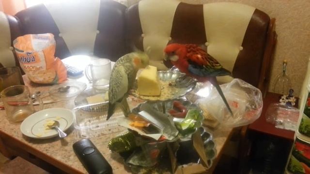 Корелла и Розелла  ,  и поедание сыра ) Corella And Rosella, And Eating Cheese