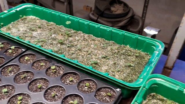 Клубника из семян под искусственным освещением. смотреть онлайн