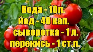 Как избавиться от фитофторы. Борьба с фитофторой на томатах, картофеле, огурцах