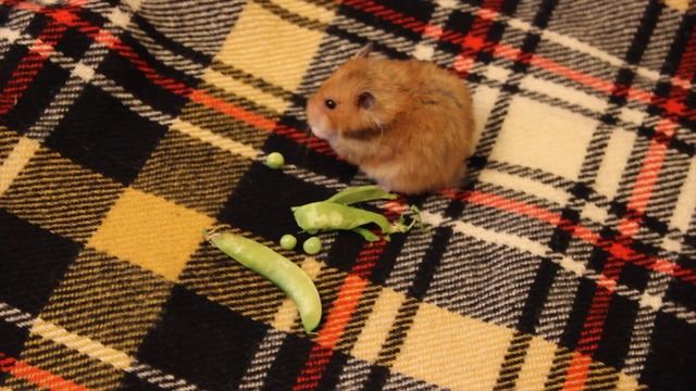 ХОМЯЧОК И ЗЕЛЕНЫЙ ГОРОШЕК. ХОМКИ - 4 смотреть онлайн