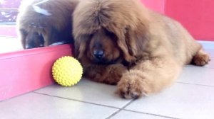 Щенки тибетского мастифа 3,5 мес. Продажа. - http://beliy-lekar.ru